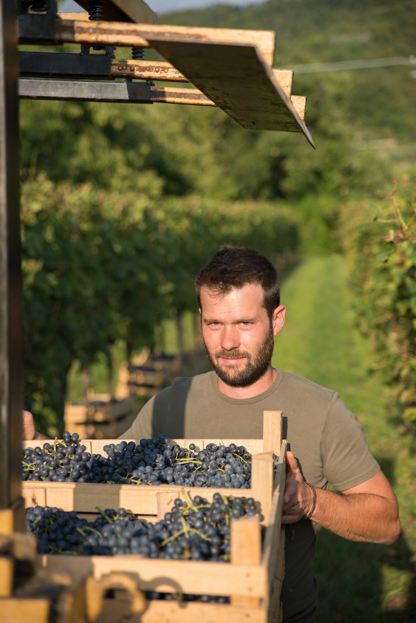 Amarone della Valpolicella 'Corte Vaone', 2019