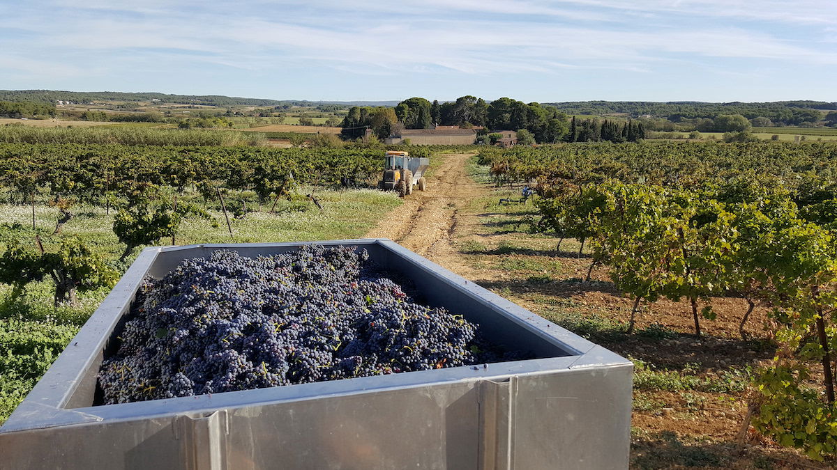 Le Baron Chardonnay, 2023