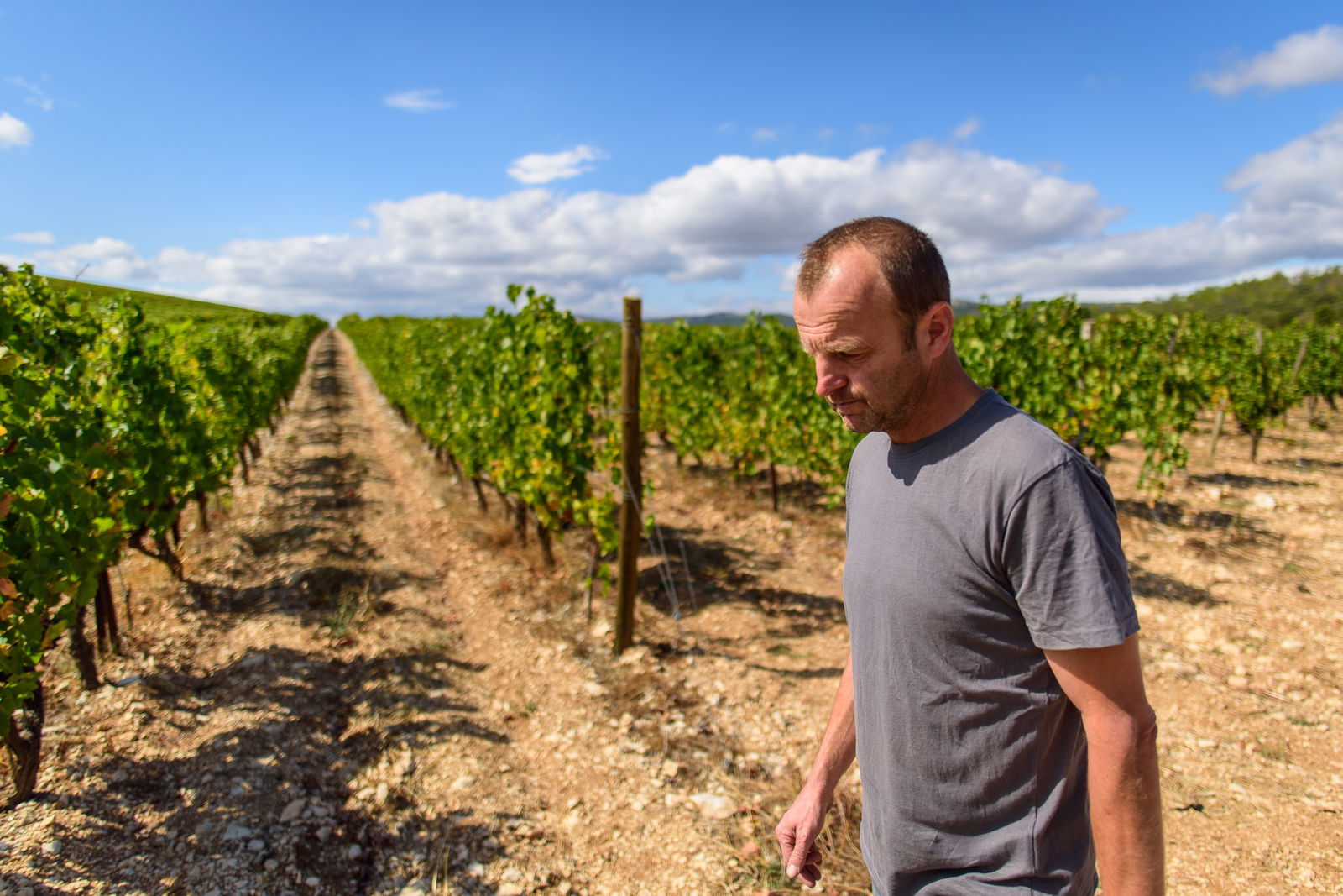 Madame Rouge, AOC Pic Saint Loup, 2018