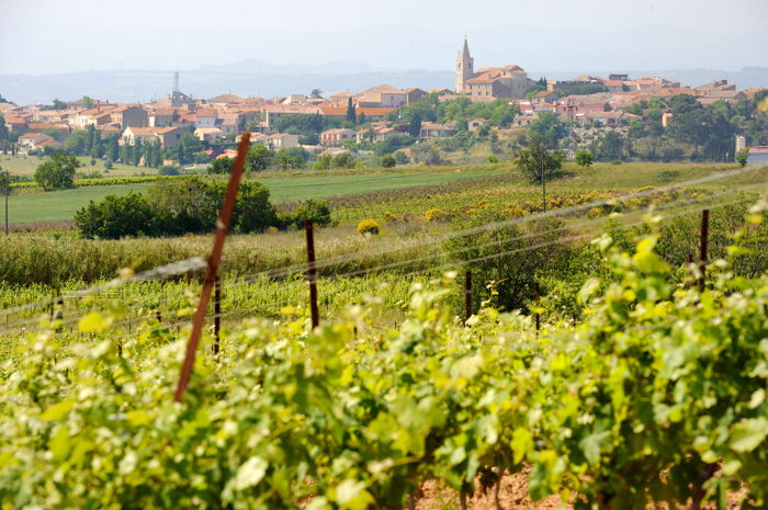 Chardonnay Colombard ‘Valmas’, 2024