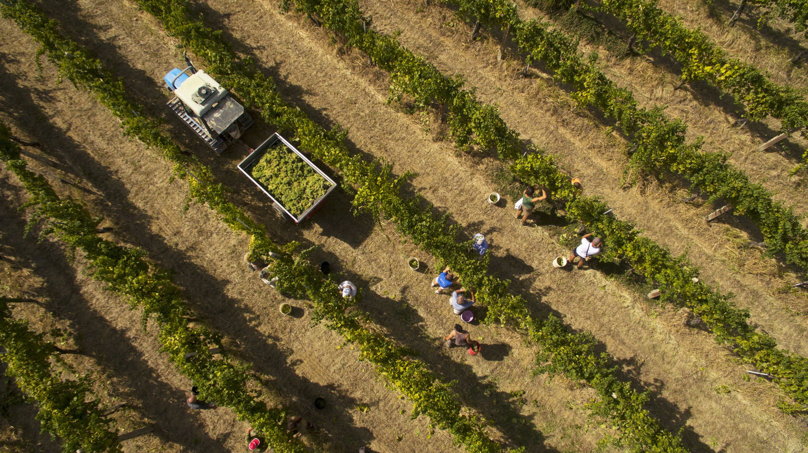 Biancoperla Verdicchio dei Castelli di Jesi Classico, 2024