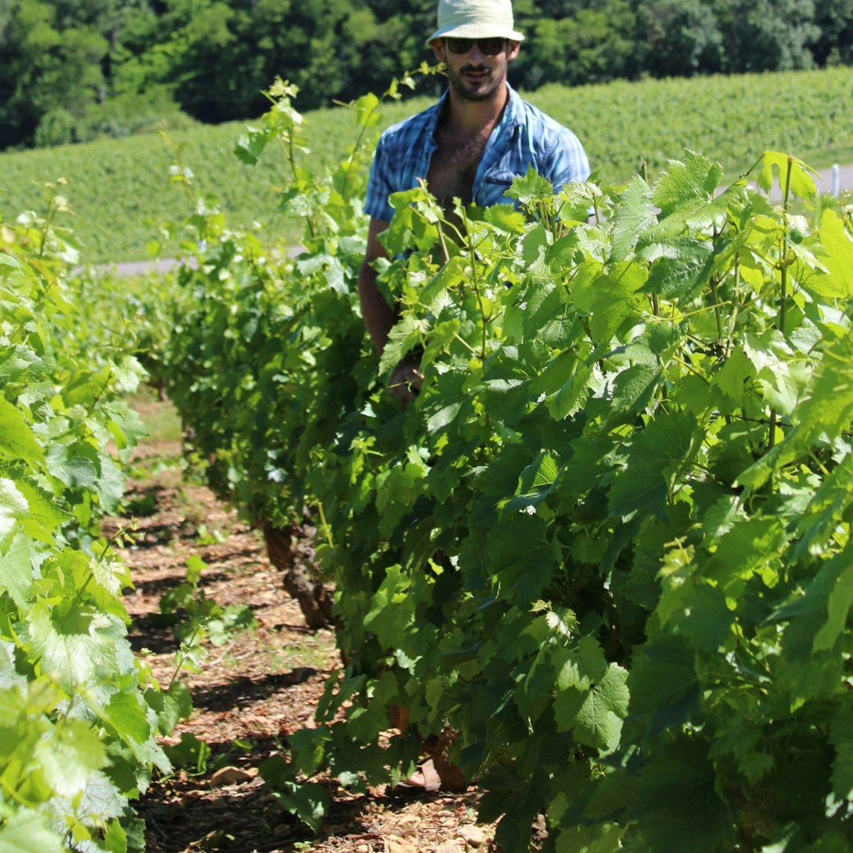 Pouilly Fuisse