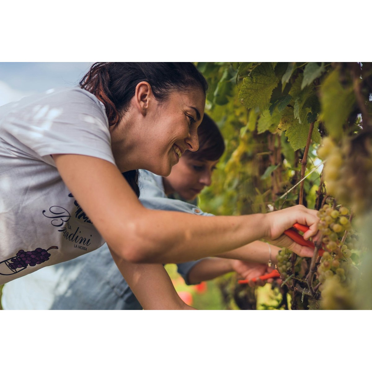 Langhe Nebbiolo
